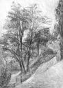 arbres01.jpg