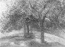 Les arbres
